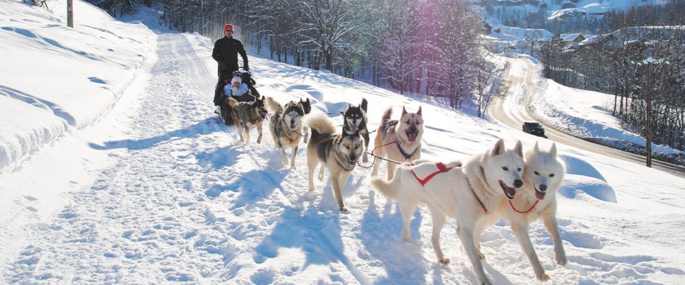 Activité chiens de traîneaux