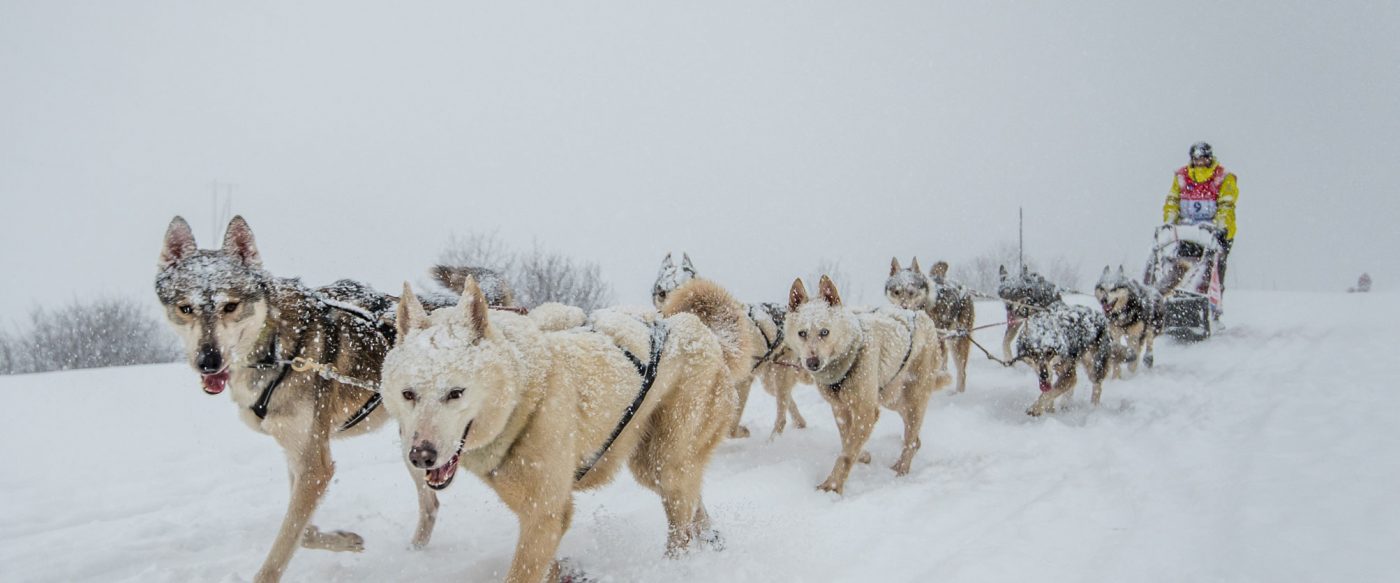 Husky dogs and musher, international dog sled race, La Grande Odyssee  Savoie Mont Blanc, Haute-Savoie, France, Europe Stock Photo - Alamy